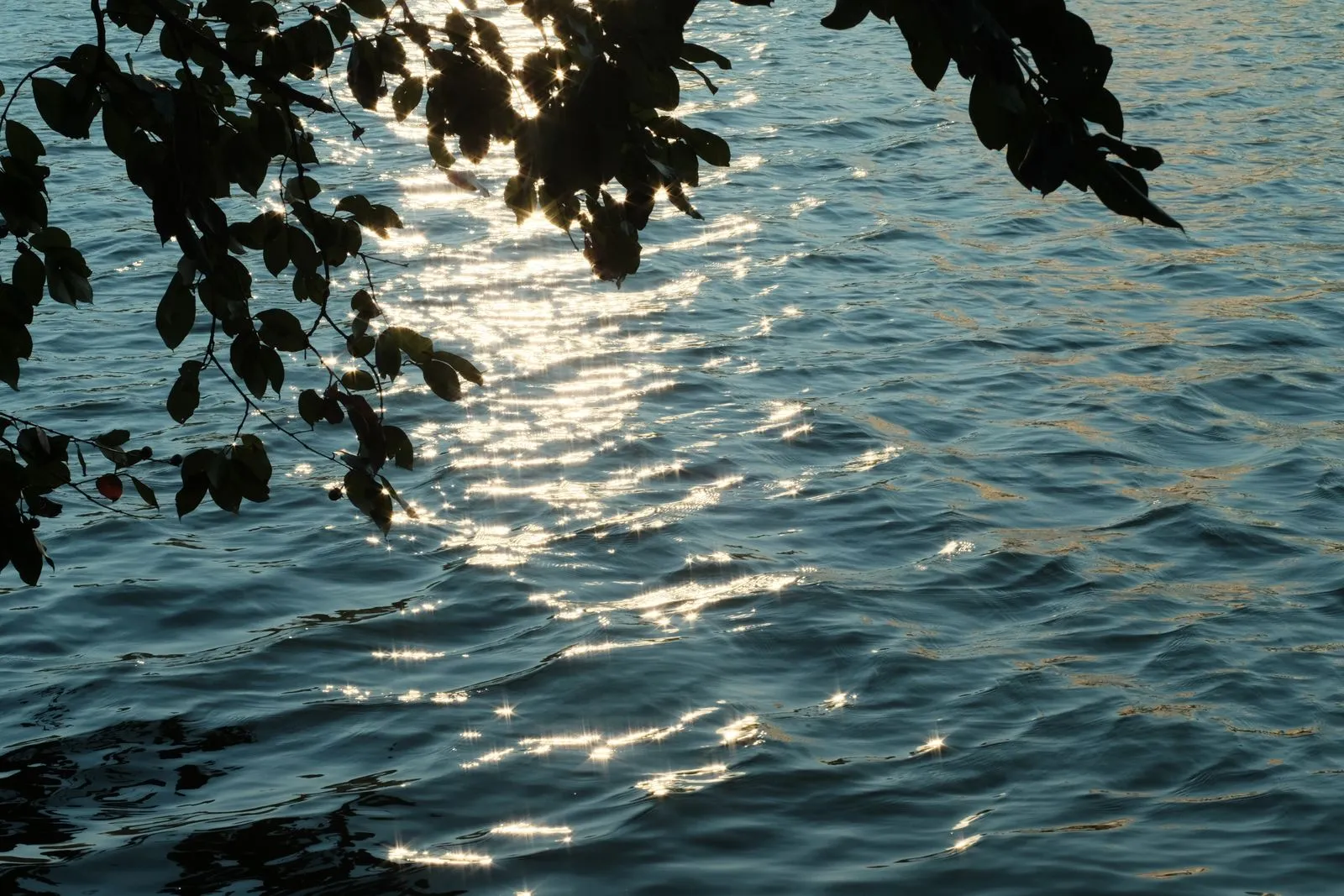 Sunlight on water beneath leafy branches